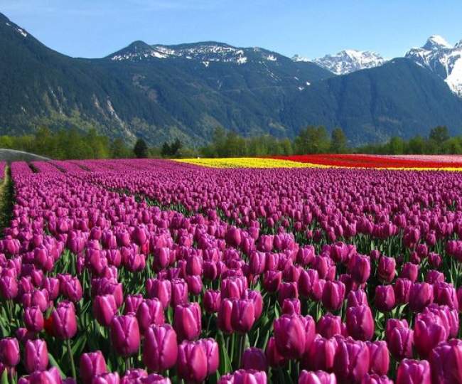 Jewels Of Kashmir